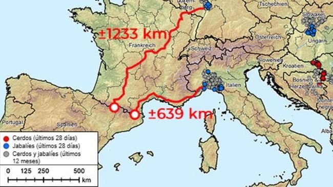 Figura 1. Distancia hasta la frontera española desde los brotes más próximos de peste porcina africana (genotipo II), que en Europa está presente en Albania, Países Bálticos, Bosnia-Herzegovina, Bulgaria, Alemania, Grecia, Italia, Kosovo, Croacia, Moldavia, Montenegro, Macedonia del Norte, Polonia, Rumania, Suecia, Serbia, Eslovaquia, República Checa, Ucrania y Hungría (20/08/2024 al 20/08/2025). Fuente de los datos: ADIS, TSN (a 20/08/2025 - 08:40)