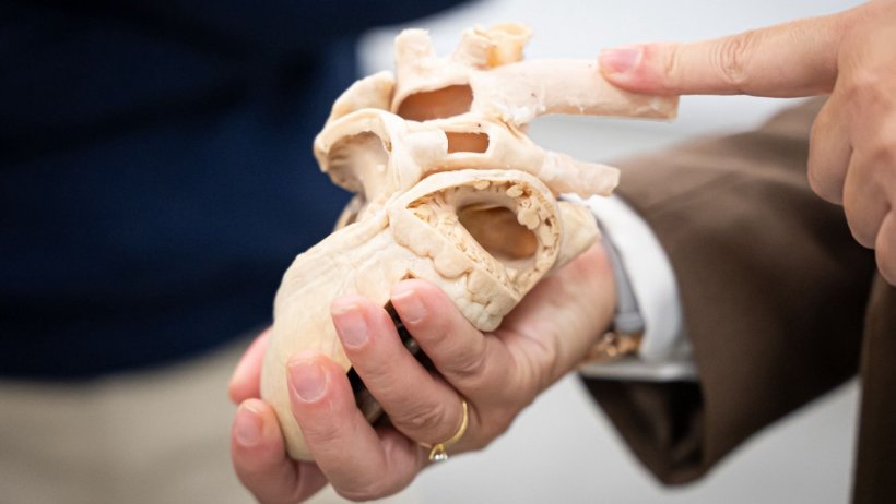 Coraz&oacute;n de cerdo plastificado