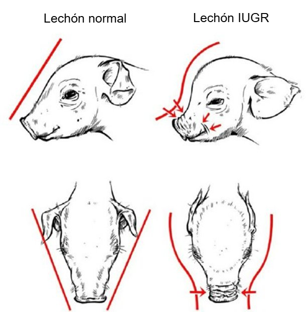 Figura 2. Cr&aacute;neo con forma de delf&iacute;n caracter&iacute;stico en lechones con IUGR (Hales et al., 2014).
