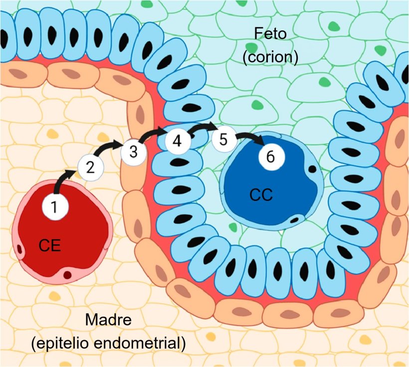 Figura 3. Placenta porcina y sus seis capas: (1) capilares endometriales, (2) intersticio endometrial, (3) epitelio endometrial, (4) epitelio del trofoblasto, (5) intersticio cori&oacute;nico y (6) capilares cori&oacute;nicos. Fuente: Almeida &amp; Alvarenga, 2022.

