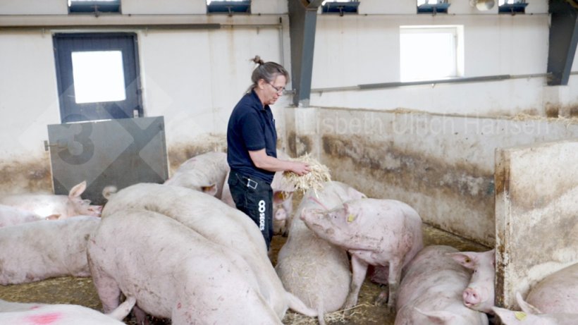 Foto 2: Inspecci&oacute;n diaria de las cerdas - b&uacute;squeda de cerdas con cojera
