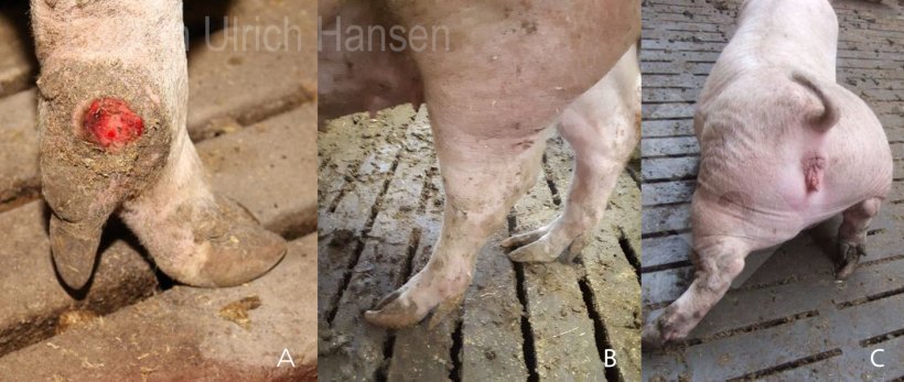 Foto 4.&nbsp;Lesiones en patas y pezu&ntilde;as y cojera en cerdas. A) Las &uacute;lceras en la cuartilla producidas en la maternidad aumentan el riesgo de infecci&oacute;n; B) Las pezu&ntilde;as largas aumentan el riesgo de resbalones y los espolones largos aumentan el riesgo de desgarros e infecciones; C) Las peleas y los suelos resbaladizos aumentan el riesgo de lesiones y fracturas.
