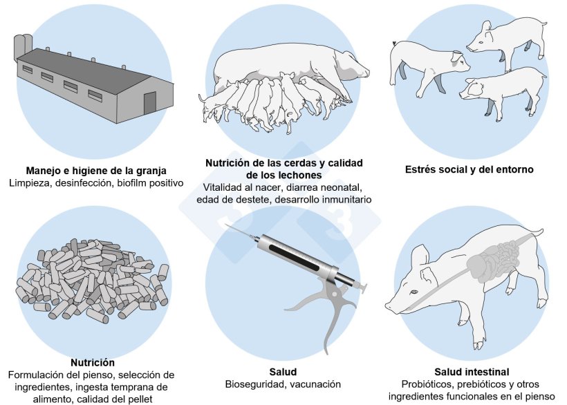 Figura 2. Un enfoque hol&iacute;stico para abordar el desaf&iacute;o multifactorial tras el destete.