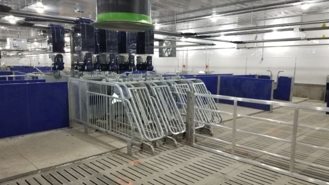 Imagen 1. Alimentación electrónica de precisión en gestación con 4 líneas de pienso y varias tolvas por comedero.