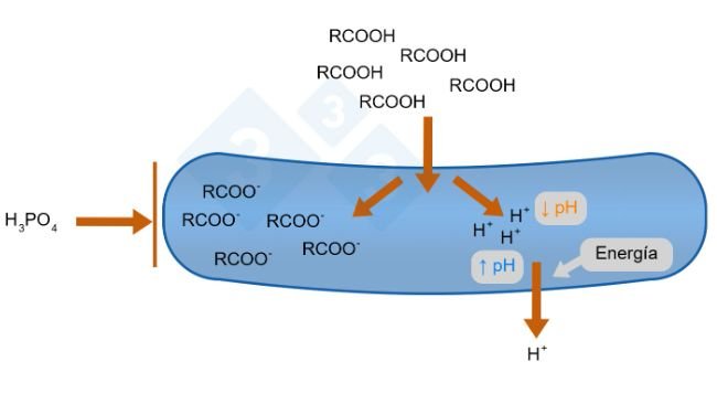 Figura 1. Modo de acción de los ácidos orgánicos (Gauthier, 2002)