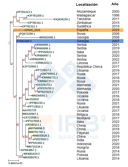 Figura 1. Relaci&oacute;n filogen&eacute;tica de la cepa Sp25 (marcada en naranja) frente a otros aislados de VPPA africanos y europeos tras la introducci&oacute;n de Georgia 2007 (marcada en azul) en Europa. Autor: Dr. Toni Gabald&oacute;n y Marina Marcet-Houben (IRB)
