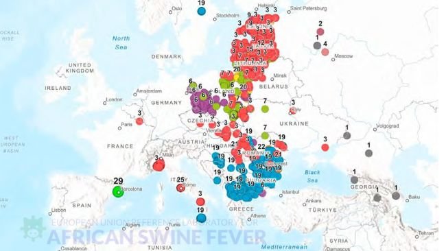 Distribución geográfica de los subgrupos genéticos del VPPA del genotipo II en Europa, destacando el grupo genético 29 detectado en España (Fuente: EURL-ASF).