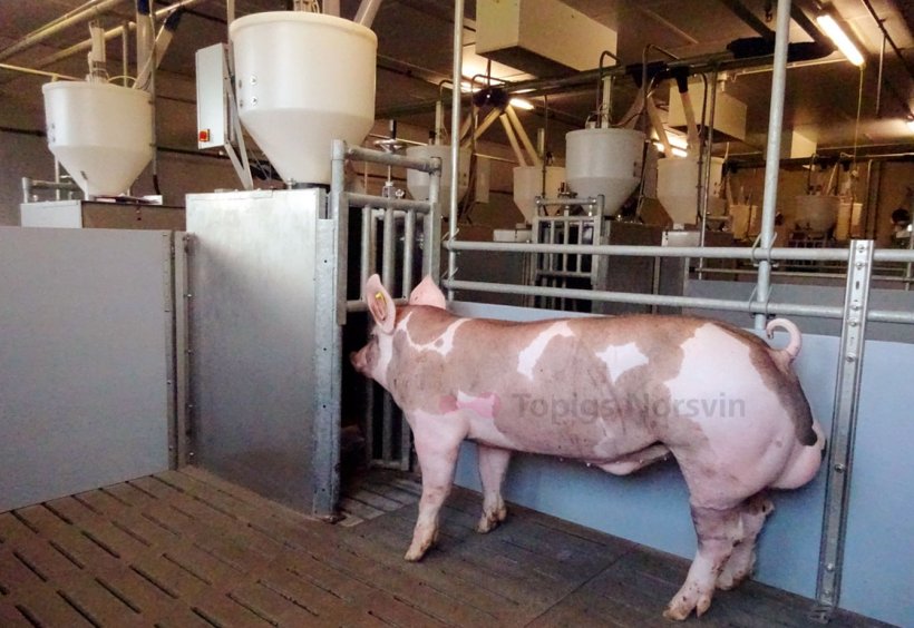 Figura 1. Imagen de un macho Pietrain junto a estación de alimentación que registra el pienso consumido por cada cerdo.