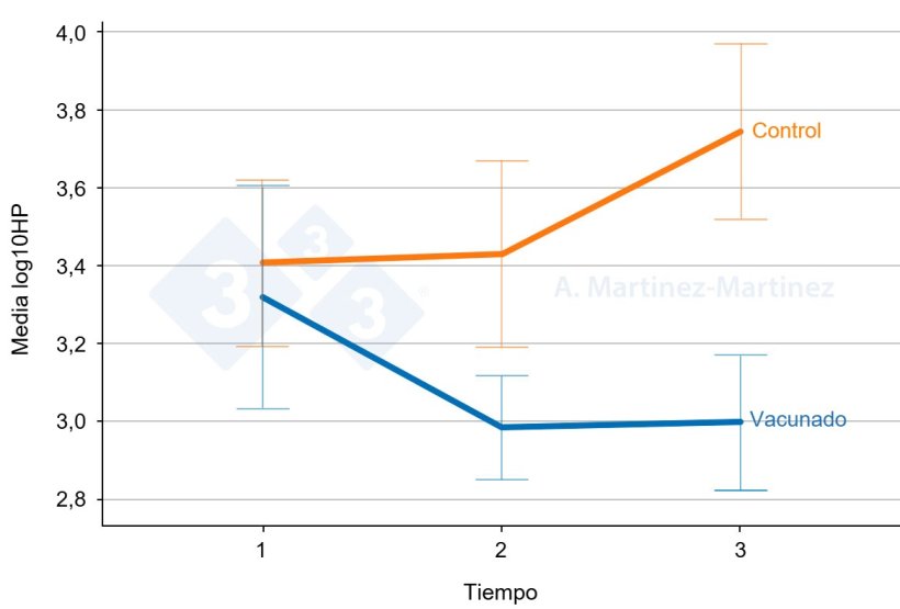 Gráfico 1: Niveles de haptoglobina en la saliva de dos grupos de cerdos uno vacunado y otro no vacunado. Barras de error: 95% CI. Fuente: A. Martinez-Martinez.