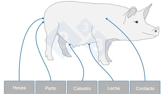 La cerda siembra la microbiota del lechón. El proceso empieza en el parto y se mantiene durante toda la lactación, es la herencia invisible que condiciona la salud y el rendimiento productivo del lechón.