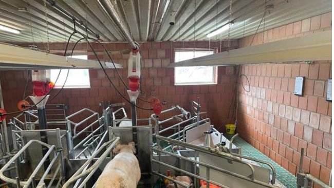La paridera inteligente basada en IA, desarrollada por WEDA Dammann & Westerkamp y Vet-Vise, gana el premio de oro DLG Innovation Award EuroTier 2026, así como el premio al bienestar animal (Animal Welfare Award, AWA).