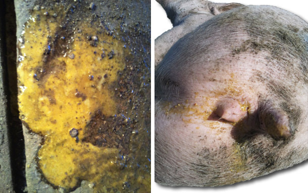 	Diarrh&eacute;e jaun&acirc;tre avec pr&eacute;sence de fibrine