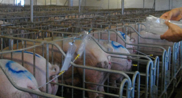 Ins&eacute;mination avec des ressorts