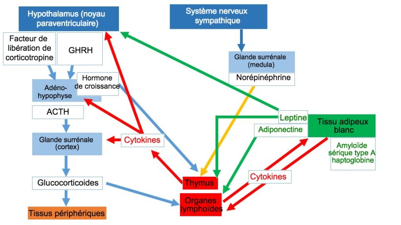 Syst&egrave;me neuro-endo-immunitaire ACTH: hormone adr&eacute;nocorticotrope * GHRH: hormone lib&eacute;ratrice de l'hormone de croissance
