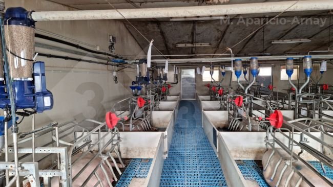 Photo 2. Alimentation de précision pendant l'allaitement des truies.