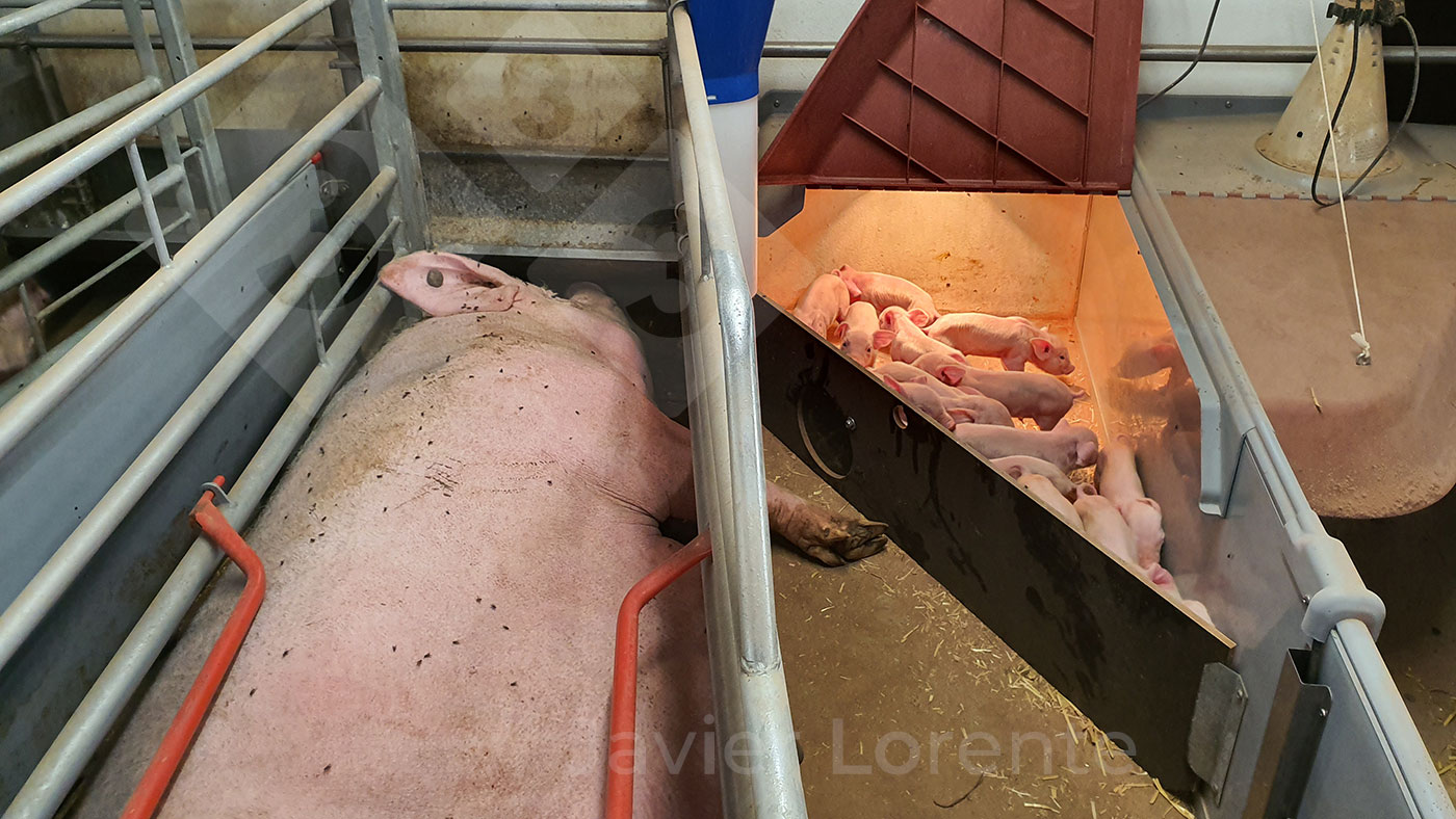 <p>Piglets enclosed in the nest to begin split suckling.</p>
