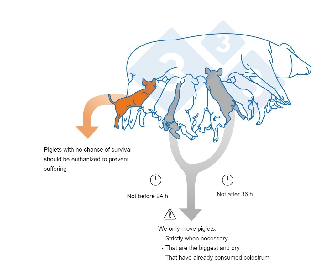 <p>Key points to take into account when cross fostering piglets.</p>
