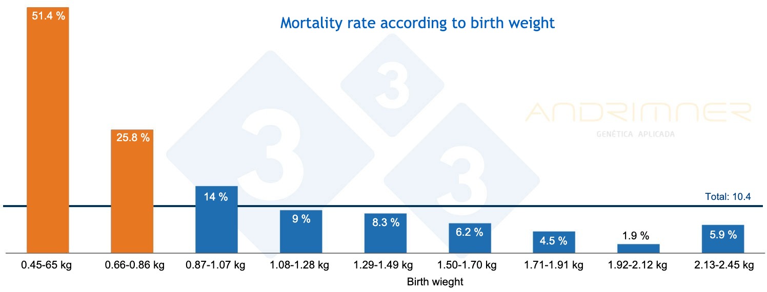 <p>Graph 3. Mortality rate according to birth weight. Source: Javier Lorente. Commercial farm, 3483 piglets weighed individually 2021.</p>
