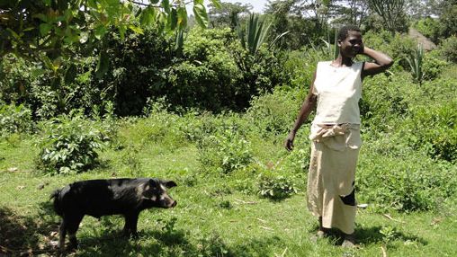 Free range pig tethered to a tree to avoid damage to nearby crops in Homa Bay, Kenia