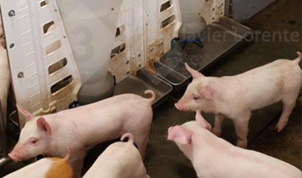 Photo 7.&nbsp;Hoppers without feed when piglets are arriving at the nursery.
