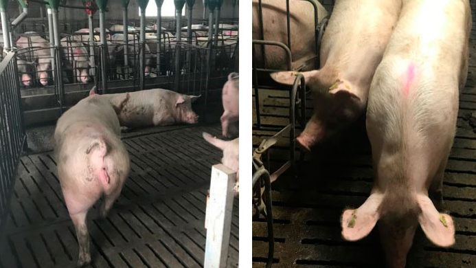 Photo 1. Moving sows at 35 days of gestation.
