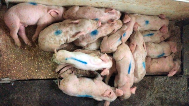Photo 1. Three-day-old piglets are seen with yellow, liquid diarrhea; they are very stained and damp. The pigs feel cold and are piling up on the heating pad.
