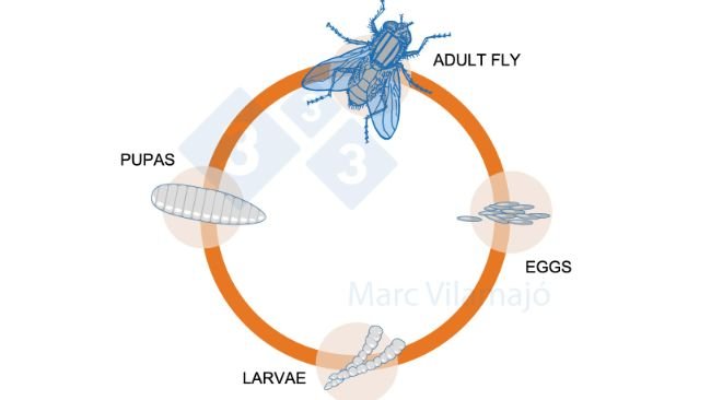 Figure 1. Life cycle of the fly.