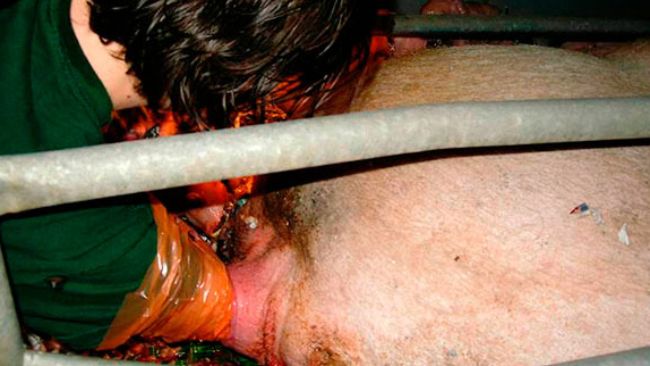 Extracci&oacute;n de lechones