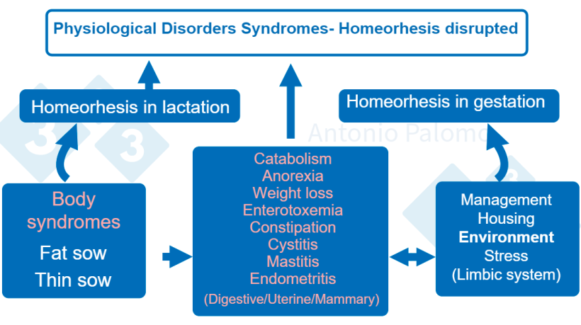 Figure 1. Metabolic disorders in breeding sows.&nbsp;Post-farrowing pathophysiology, 2015. (Palomo, 2015).
