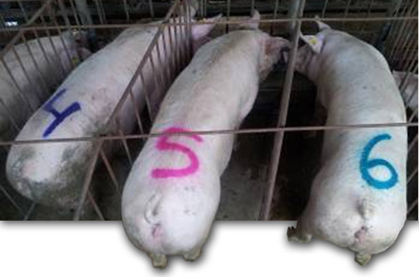 Marked sows