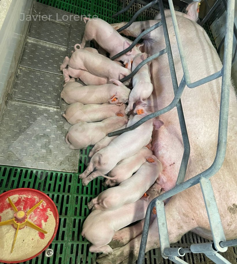 Photo 6. Creep feeding from day 5 to&nbsp;15: Attractive aroma and flavor, highly digestible, small quantity, and in meal form.
