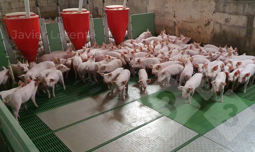Photo 2. Weaned piglets sharing and competing for the feeder.
