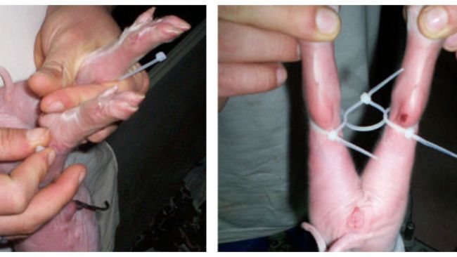 We hold the legs of the piglets together with plastic straps, avoiding that they move apart from each other