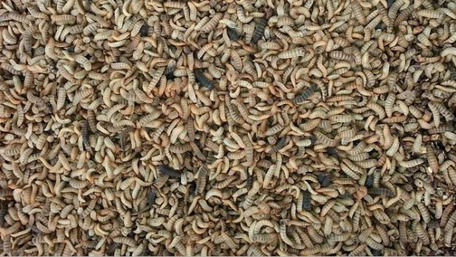 Black soldier fly larvae