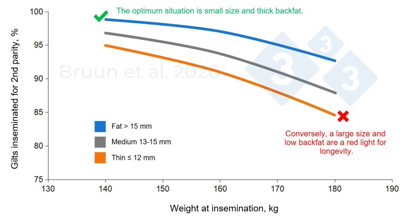 Relationship between the weight and backfat level of the gilt at first mating and her subsequent productive life and longevity. Bruun et al. (2020): Trial report nº 1206, SEGES Innovation