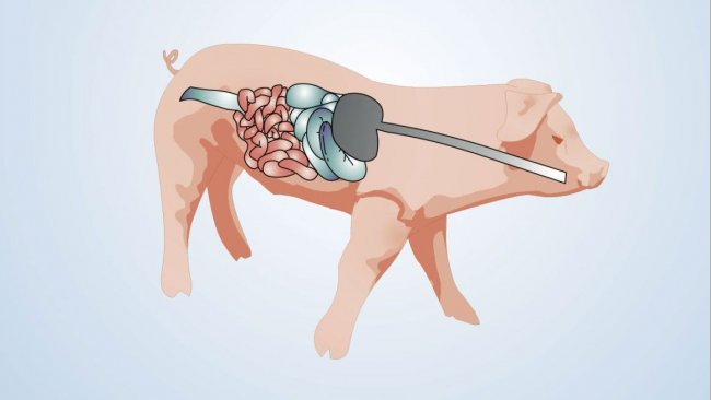 Elementos implicados en la salud intestinal 