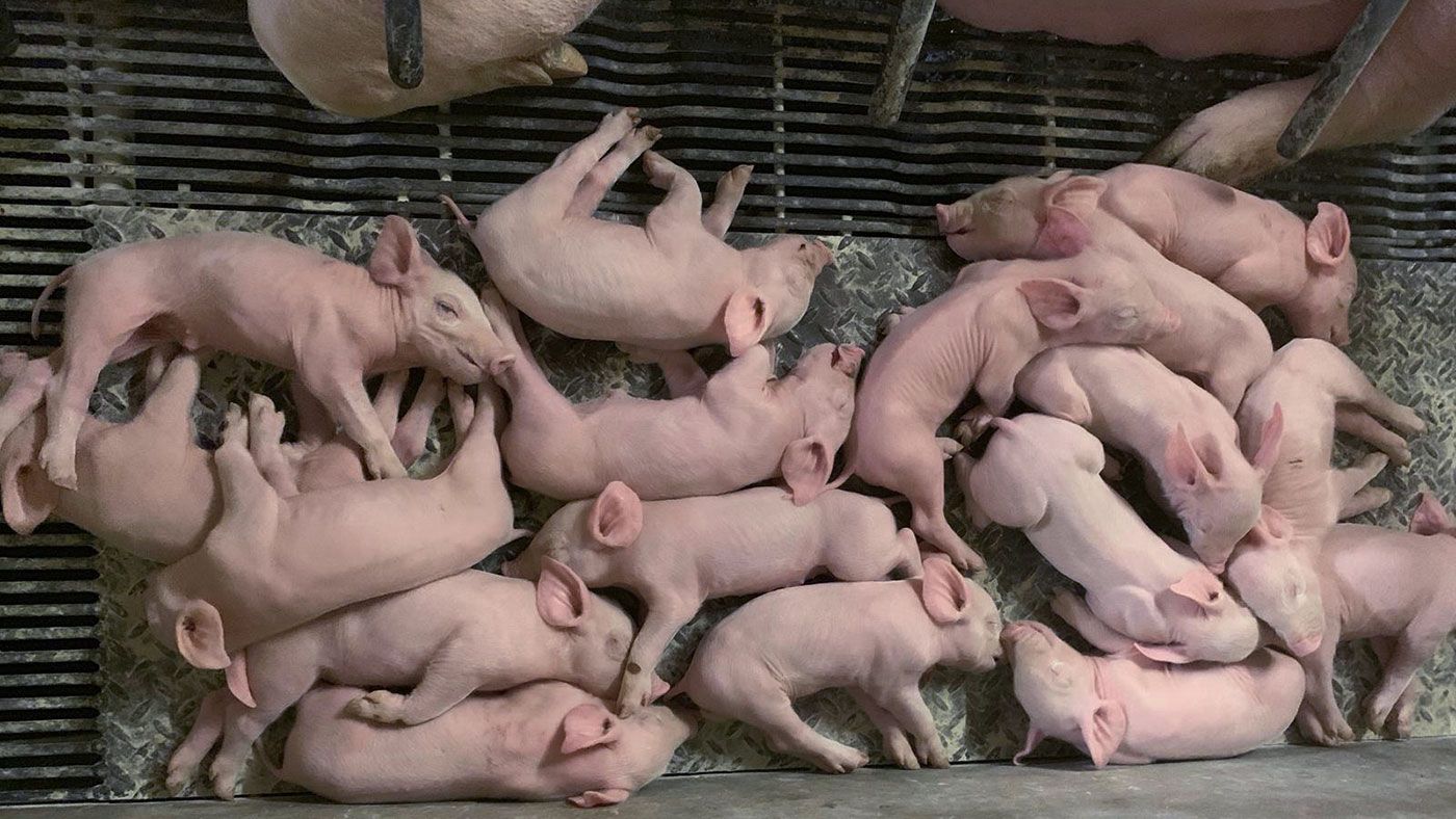 17 piglets
