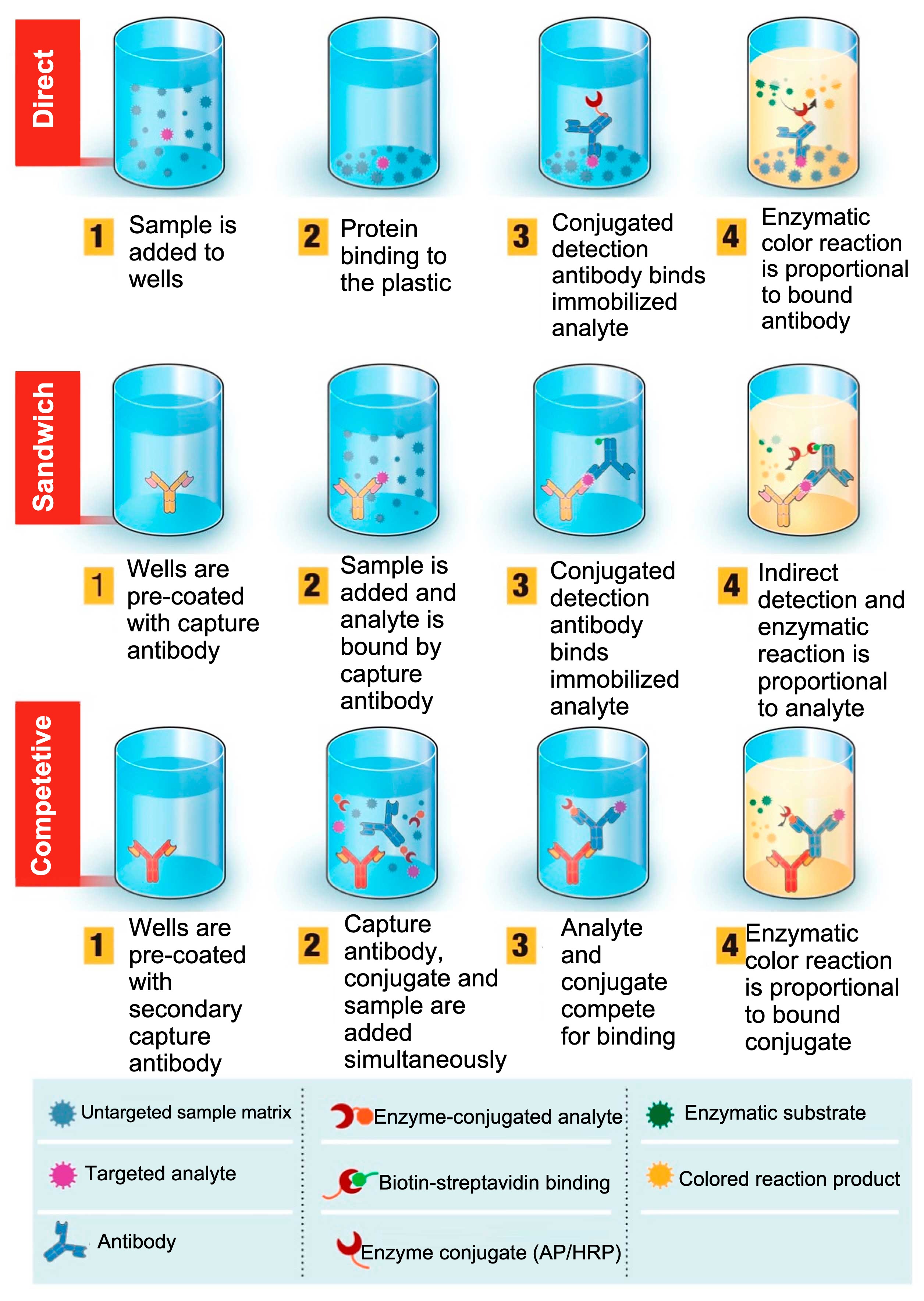 Overview of enzyme-linked immunosorbent assay (ELISA)-based diagnostic test.