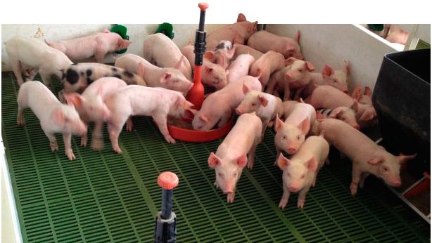 Large supply of feed and water.