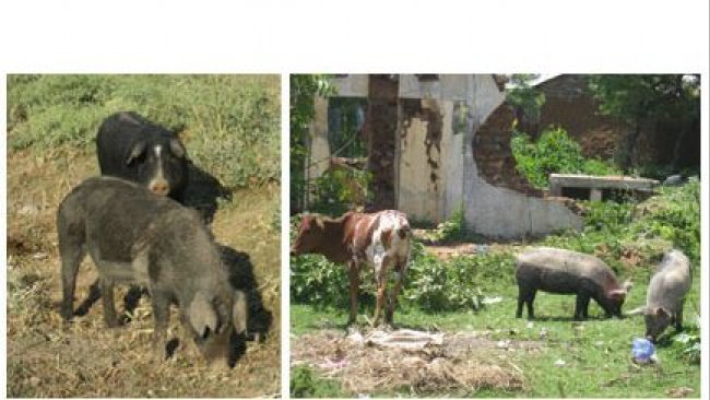 Pigs scavenging within a city