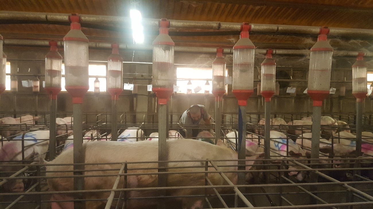 <p>It is imperative to heat detect with the male in front of the sows. The farm worker must play an active role in heat detection; touching, pressing on the sows&nbsp;without scaring them.</p>
