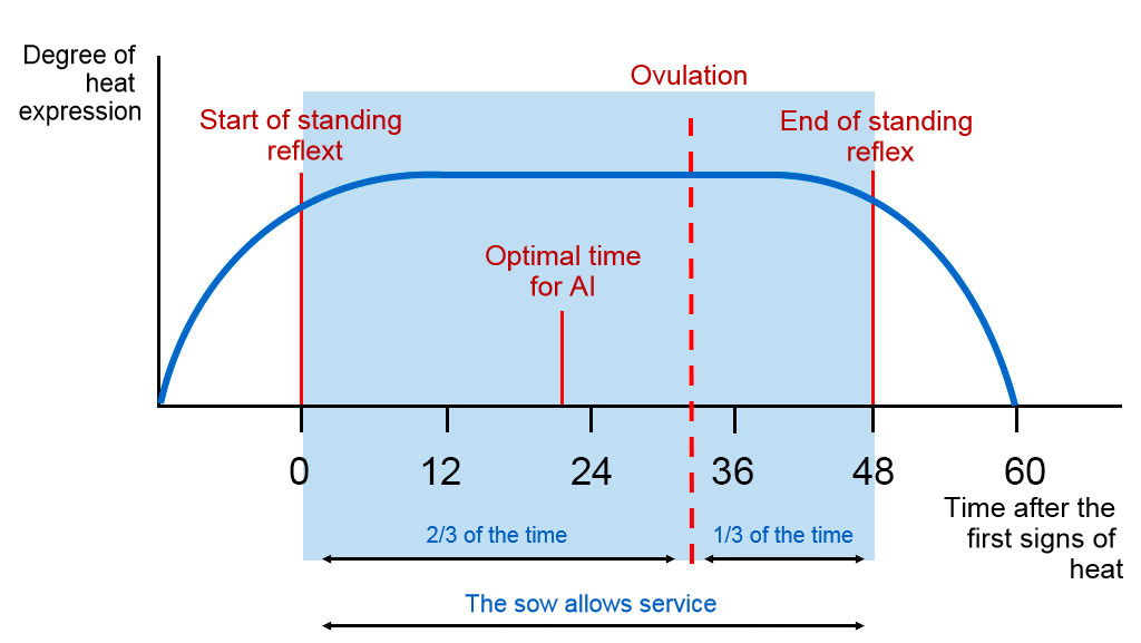 <p>Figure 1. Graphical representation of the standing reflex, ovulation, and optimal AI timing in a sow with a 60h estrus. Source: Carles Casanovas.</p>
