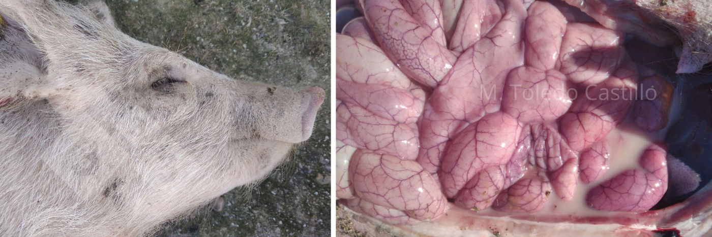Photo 3 and 4: Appearance of a piglet and intestine affected by Colibacillosis.

