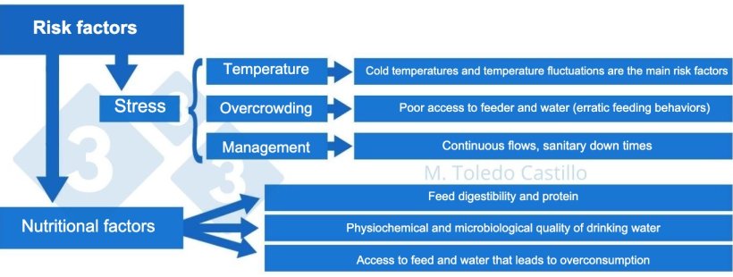 Diagram 2: Risk factors associated with colibacillosis presentation.
