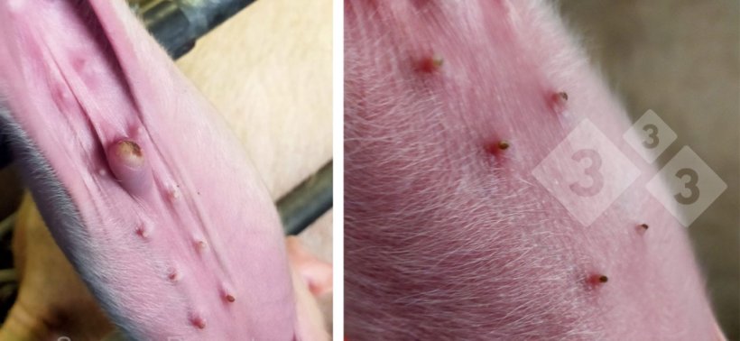 Figure 4. Lesions on the navel and teats.