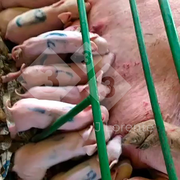 <p>Figure 5. Marked piglets suckling.</p>
