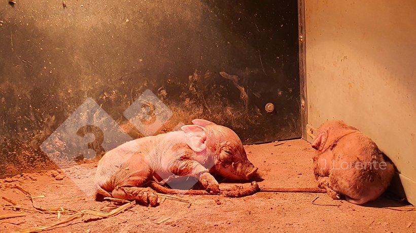 Figure&nbsp;4. Piglets in the nest with drying powder.
