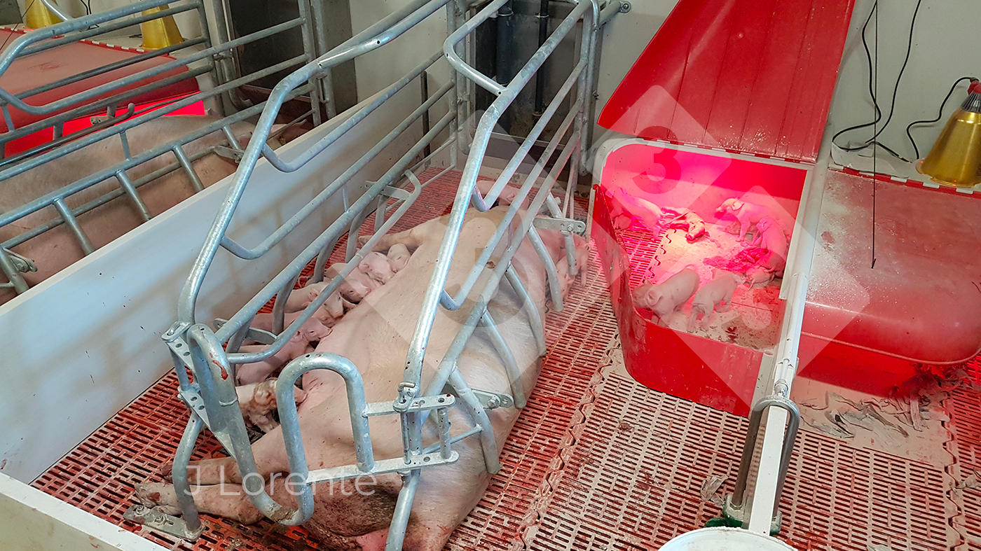 <p>Figure&nbsp;1. Piglets partially enclosed in nests.</p>
