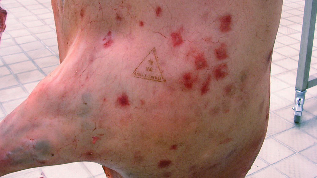 Figure 2. The acute state of diamond skin disease in pigs (caused by <em>Erysipelothrix rhusiopathiae</em>) may display rhomboid-shaped lesions in the skin resembling the shape of diamonds, which are characteristic for infection with this bacterium. Source: Professor Dr. Reinhard Fries/ Freie Universit&auml;t Berlin.
