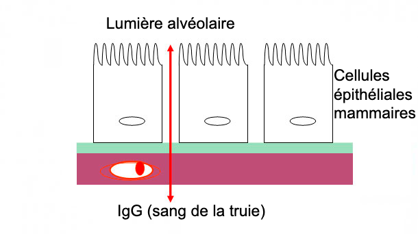 Figure 2. Illustration schématique des jonctions serrées de la mamelles pendant la phase de colostrum